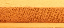 Dendroboor